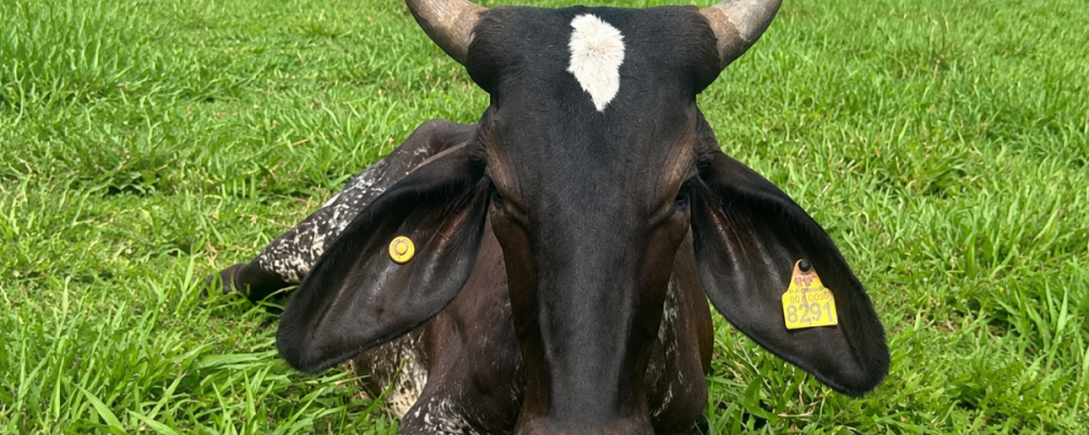 SENASA confirms a case of bovine paralytic rabies in Golfito