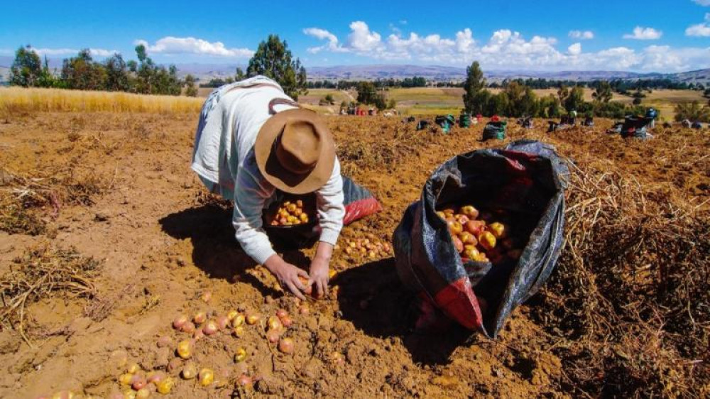 The OECD's Perspective on Peruvian Agriculture