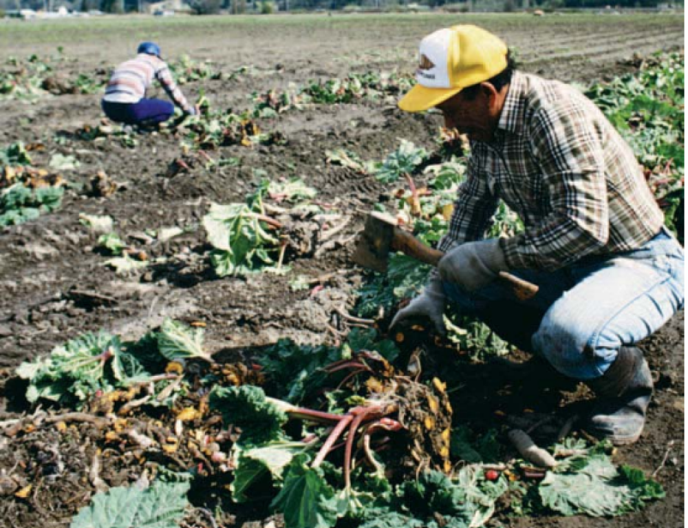 El Niño y el sector agropecuario centroamericano: alerta, impacto y respuesta