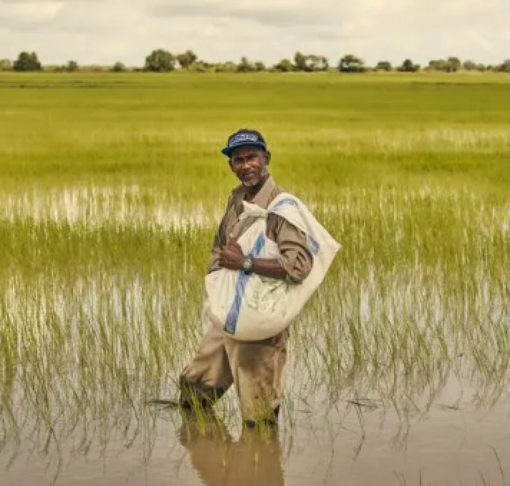 Crop Insurance for Rice Farmers
