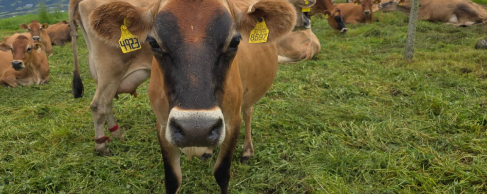 One million animals are now part of the National Cattle Traceability System