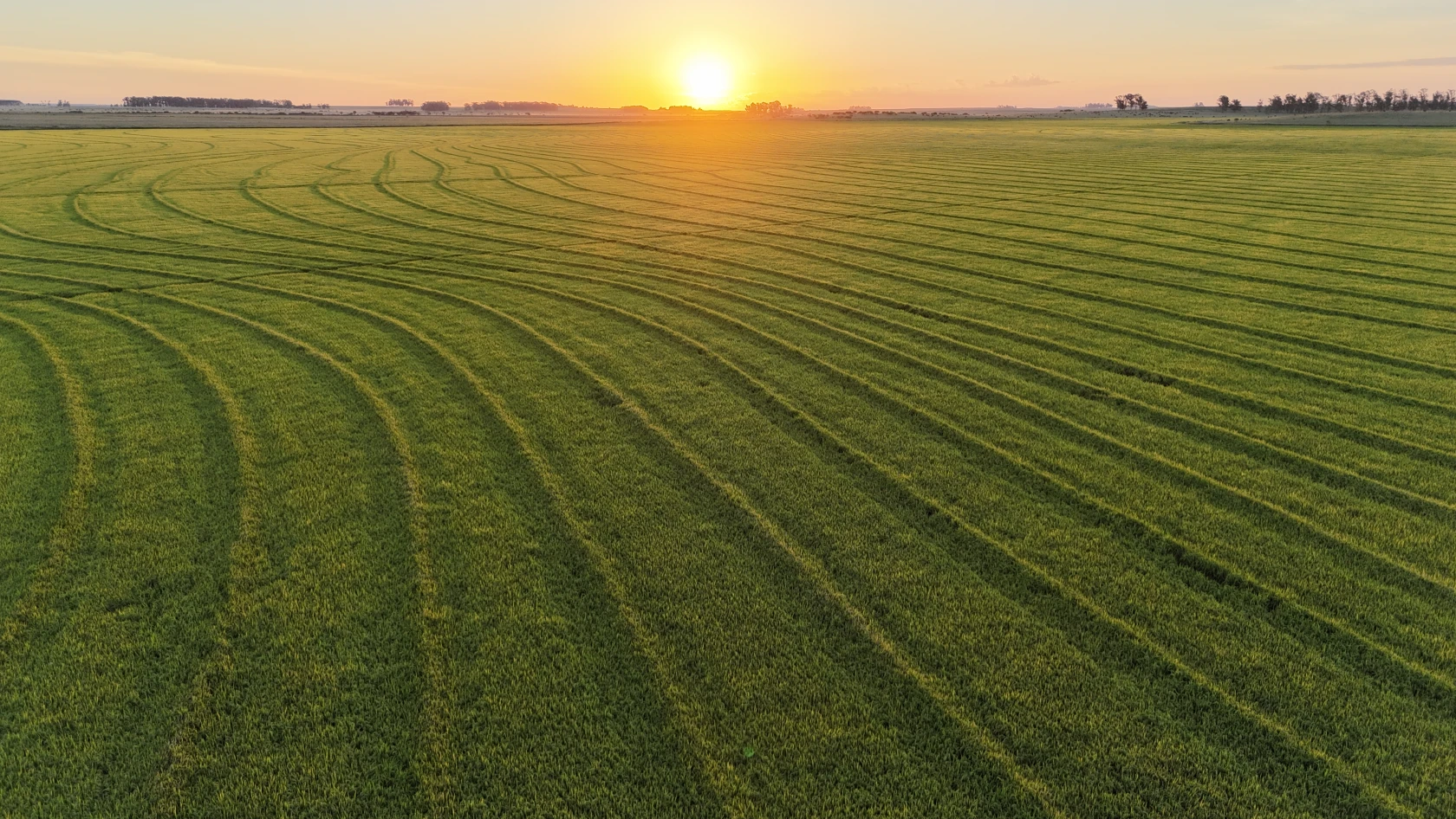 Arroz: sí al crédito puente, mejora de precios y lluvias llenaron el caudal de las represas previo a la siembra