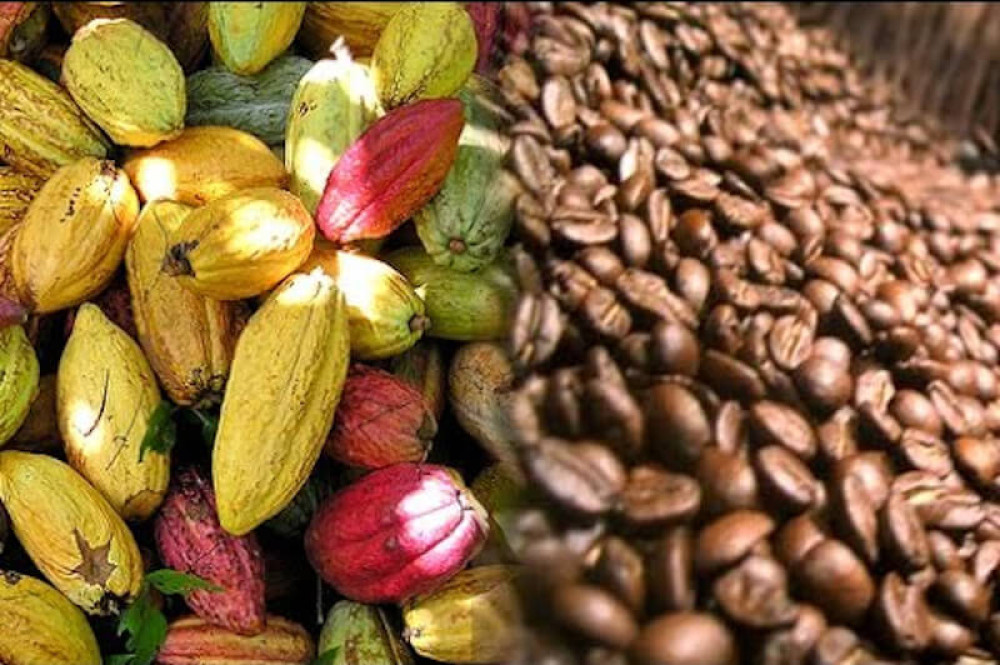 ¿Cómo busca Ecuador vender más cacao y café en Europa?