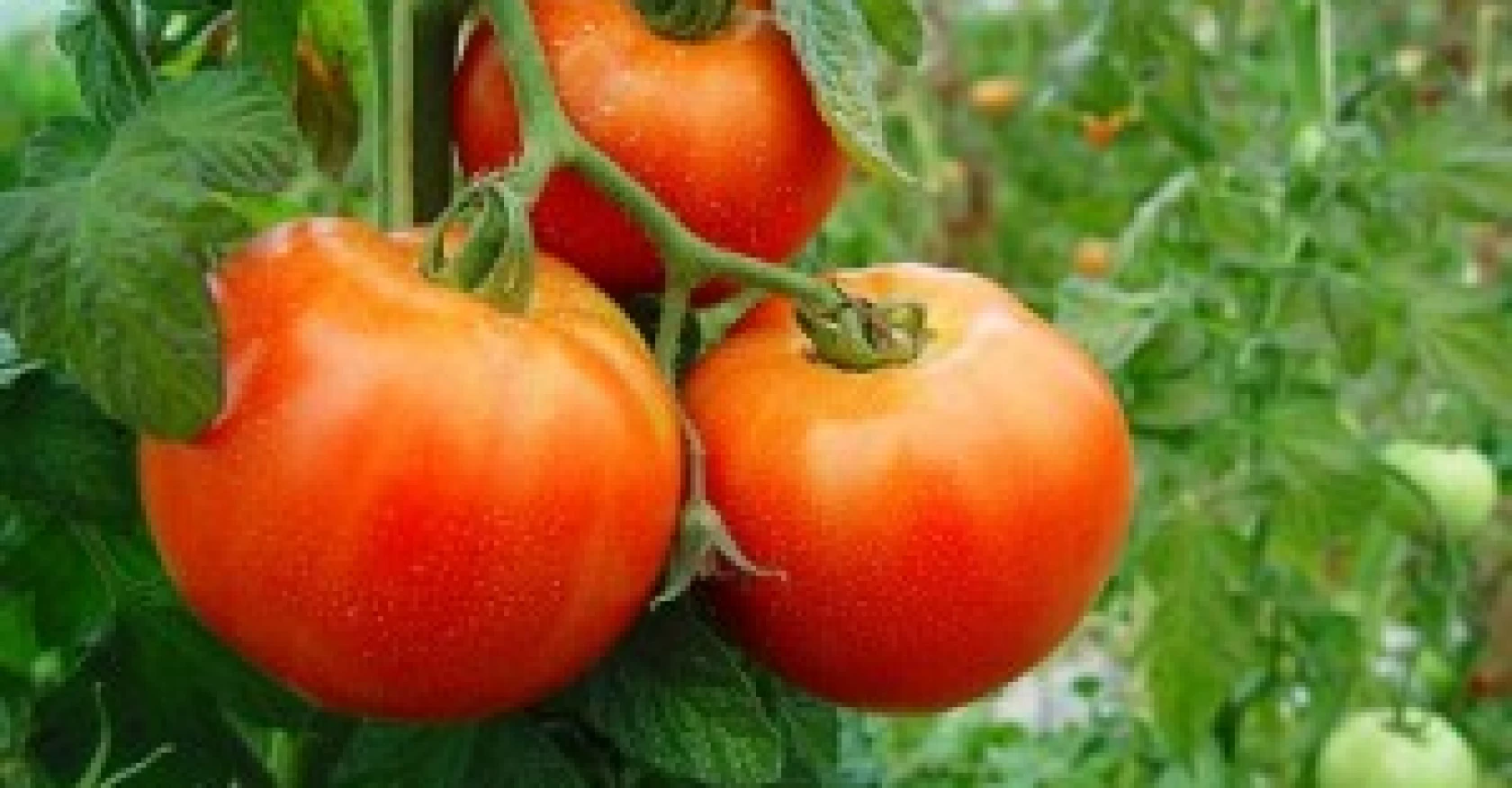 UAM: Se descarta el desabastecimiento tras el temporal en Salto