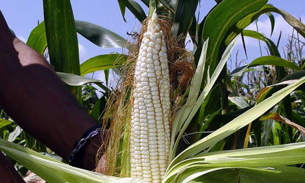 Productores de maíz en México exigen definir el valor de la cosecha