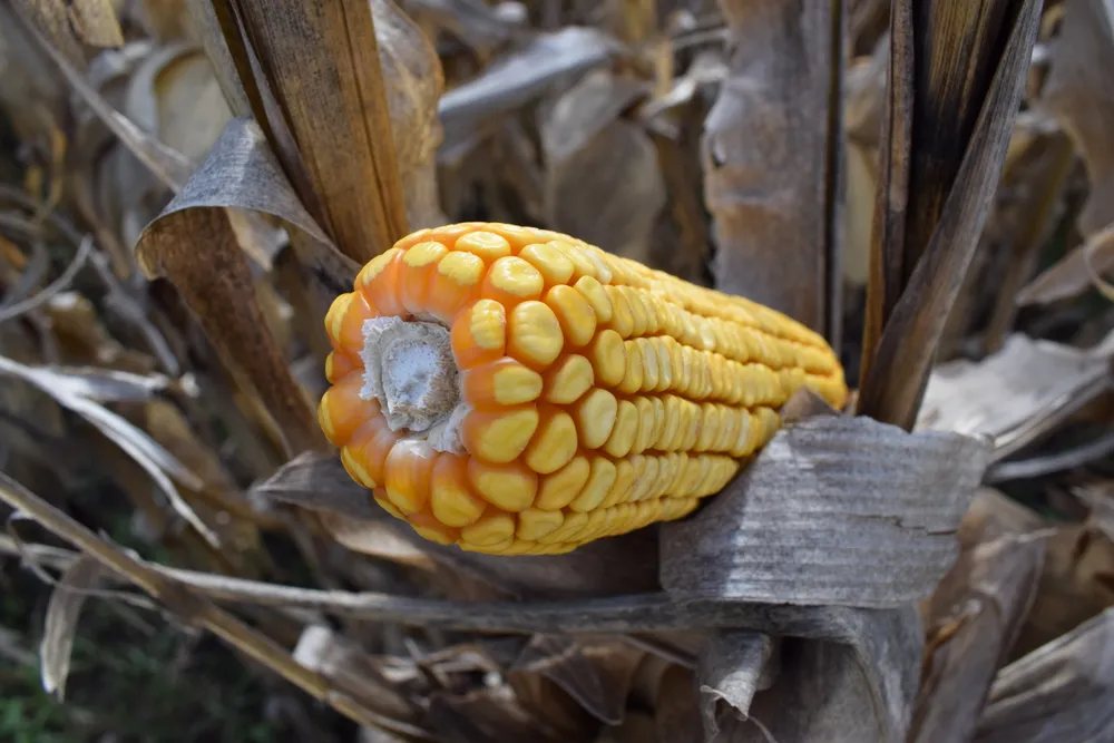 Towards a record maize planting season: why an unprecedented campaign is expected