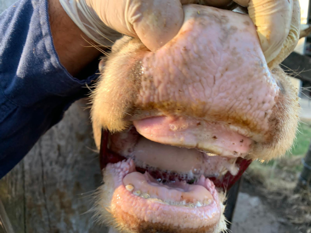Uruguay will assess the sanitary and commercial impact of possible foot-and-mouth disease scenarios