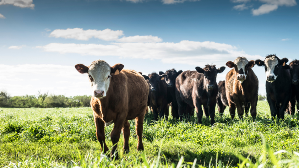 Uruguay refuerza controles tras detección de residuos biológicos en carne exportada a China