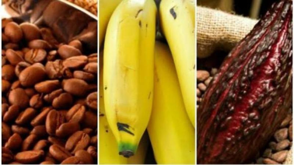 Exportaciones agrícolas orgánicas alcanzaron los US$ 380.335.000 hasta abril de 2026, mostrando un alza de 18,2 %