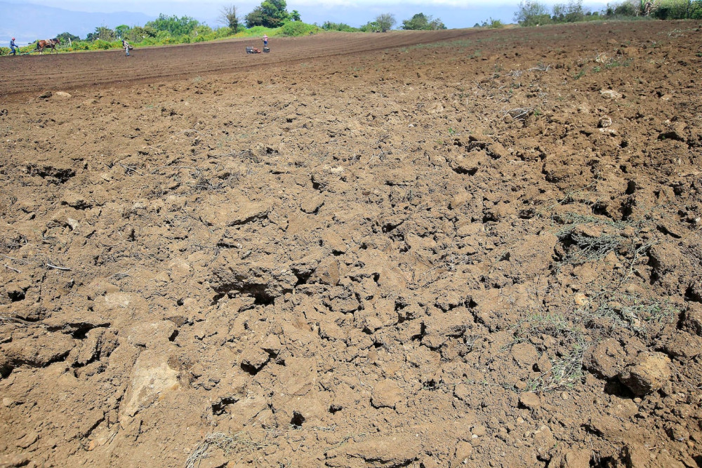 Central Bank forecasts a strong negative effect on two agricultural crops due to El Niño
