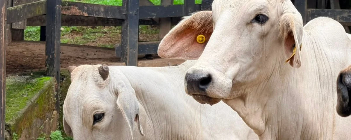 Traceability drives the development and formalization of the country's livestock sector