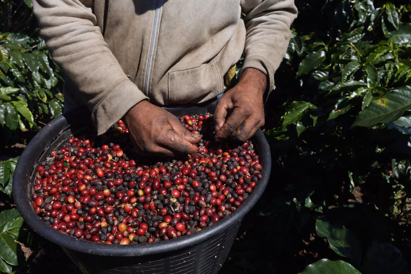 La receta para que el café siga siendo buen negocio