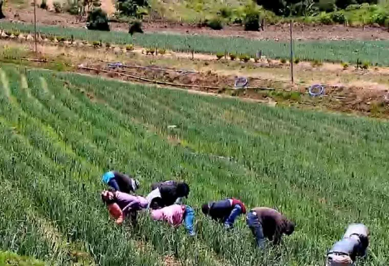 Agricultores mantienen la producción y llaman a la calma ante amenaza de El Niño