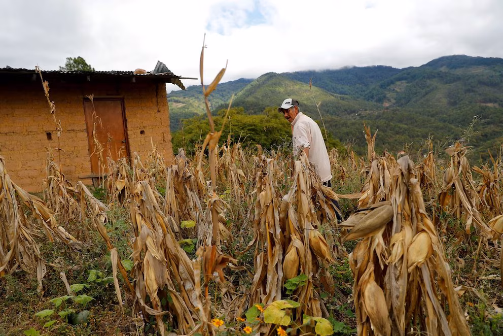 Comunidades de El Salvador, Honduras y Guatemala pierden casi toda su cosecha de maíz y frijol por la sequía