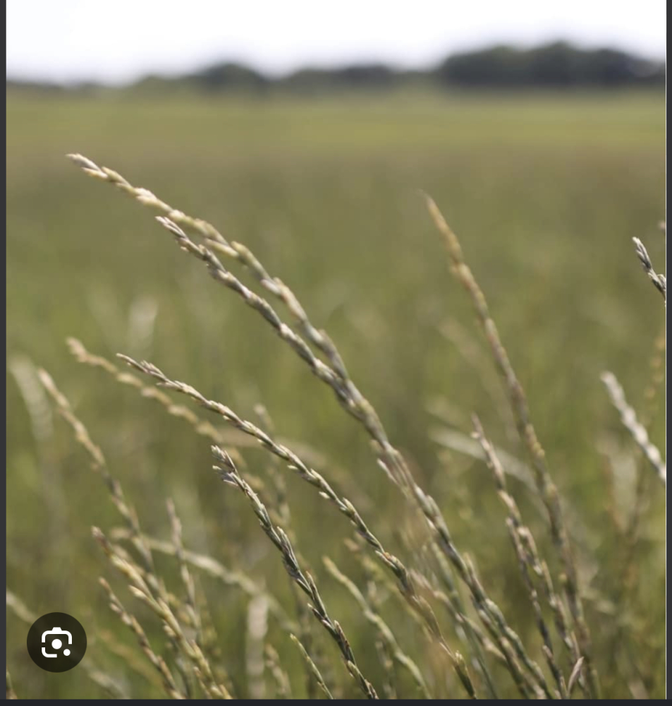 Farmers in the US turn to perennial grains as a solution to extreme weather