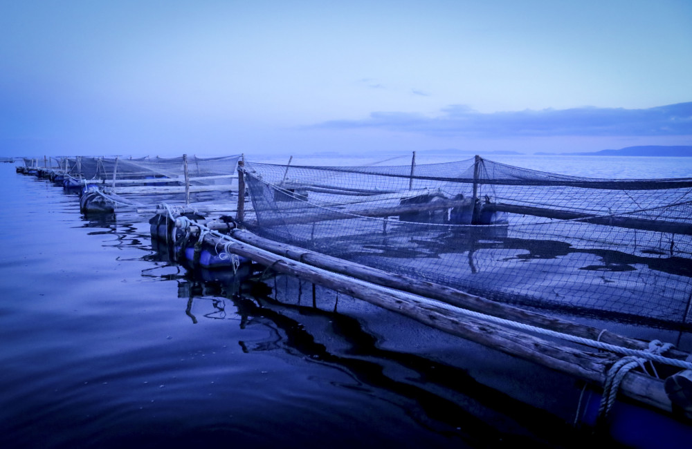 PRODUCE implementa Plan de Acción frente al Fenómeno El Niño 2026-2027 para proteger al sector acuícola