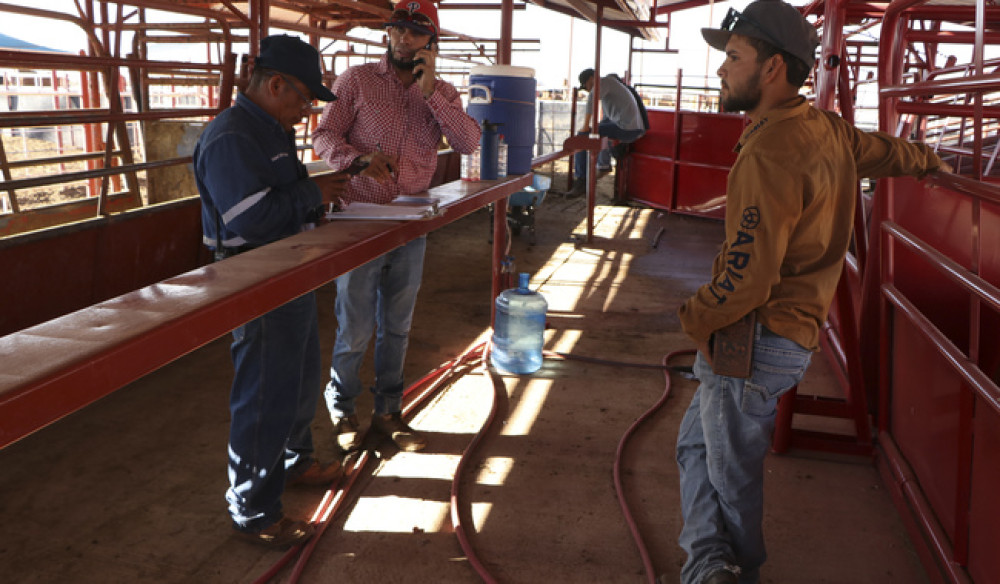 Mexico will resume exporting cattle from San Jerónimo, Chihuahua, to the United States