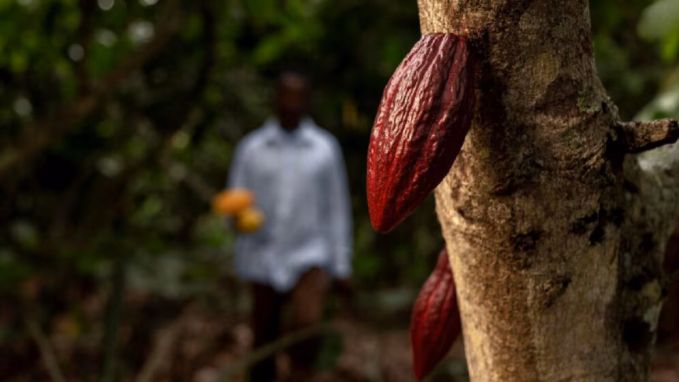 Por qué El Niño podría anticipar el mayor riesgo climático para la producción mundial de chocolate, según un estudio de Harvard