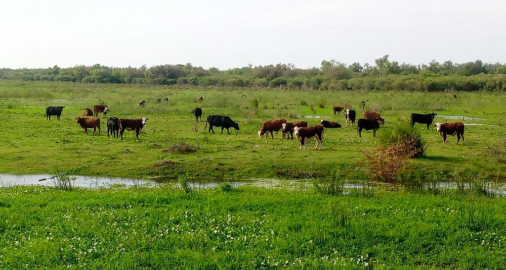 Early livestock evacuation reduces risks and increases operational flexibility