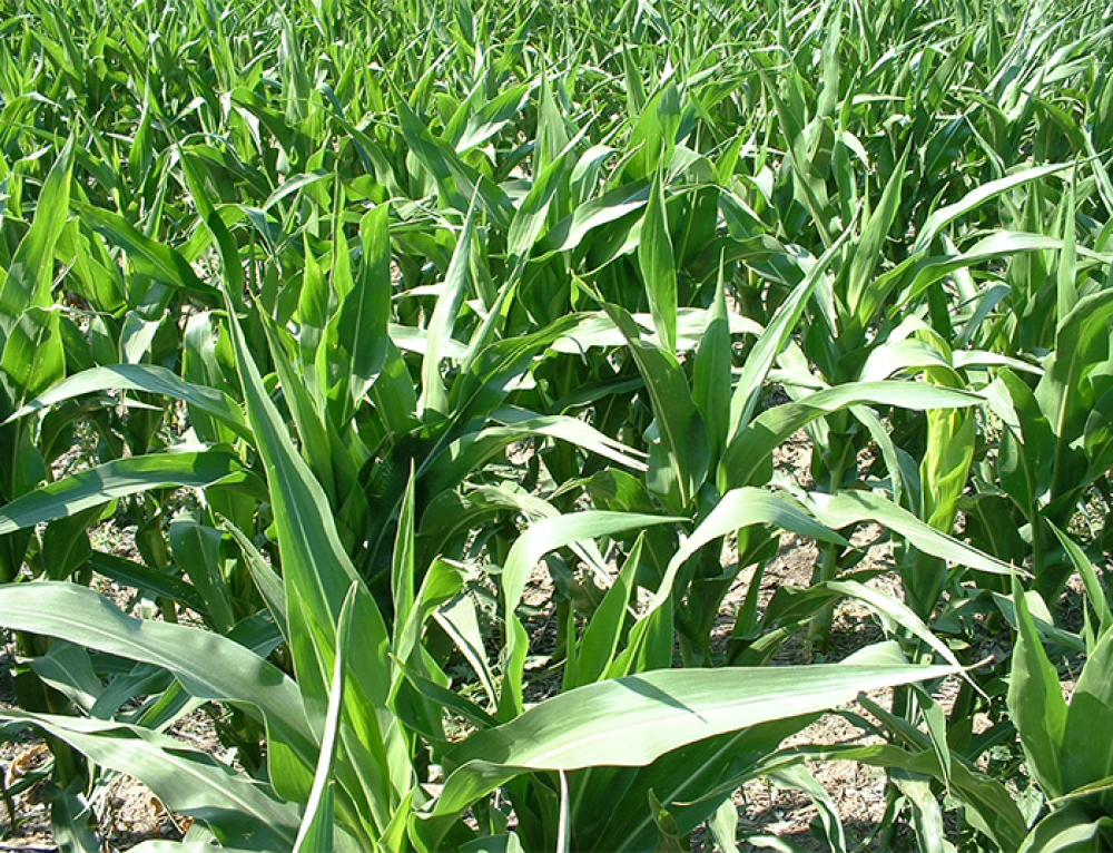 Ganadería y forrajes: productos agrícolas de Estados Unidos afectados por la sequía