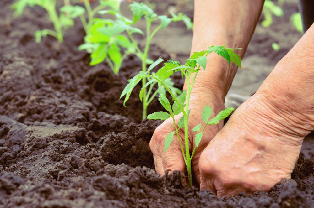 Policy alternatives to the fertilizer crisis (in Spanish)