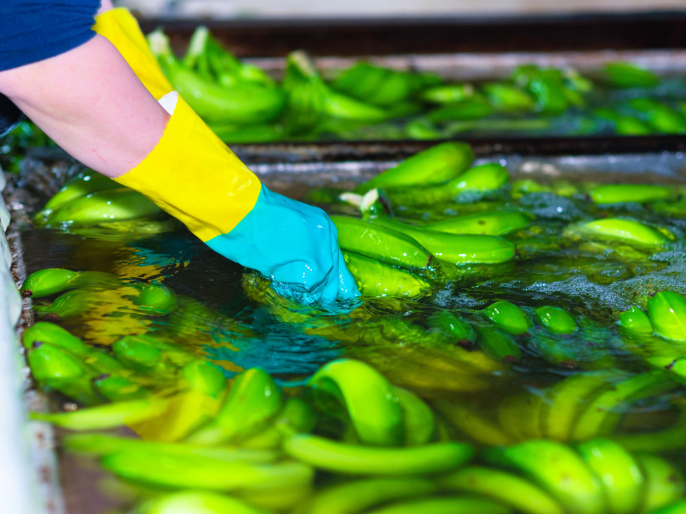 Measures against Foc TR4 – IICA Musaceae Network